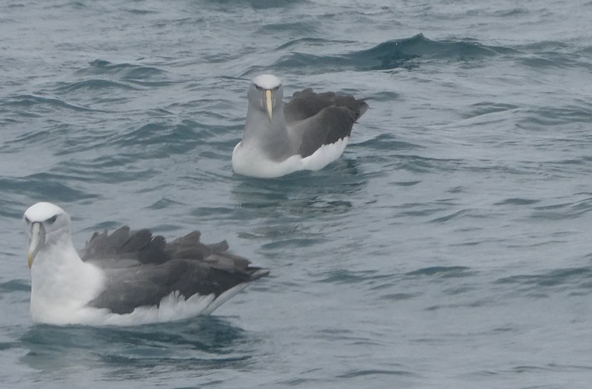 サルビンアホウドリ - ML647135104