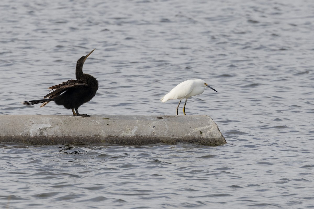 Anhinga - ML647135106