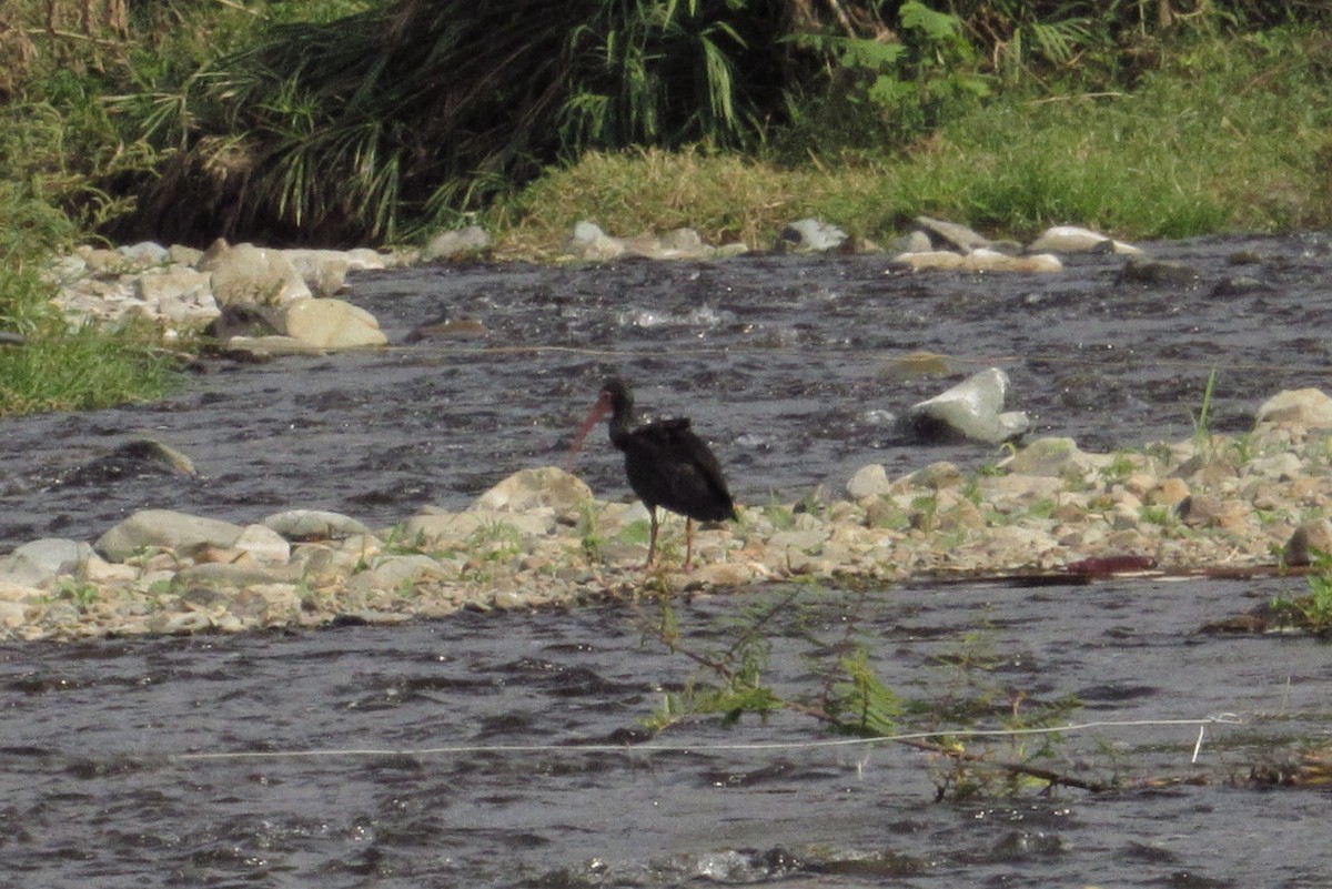 Ibis Afeitado - ML647135109