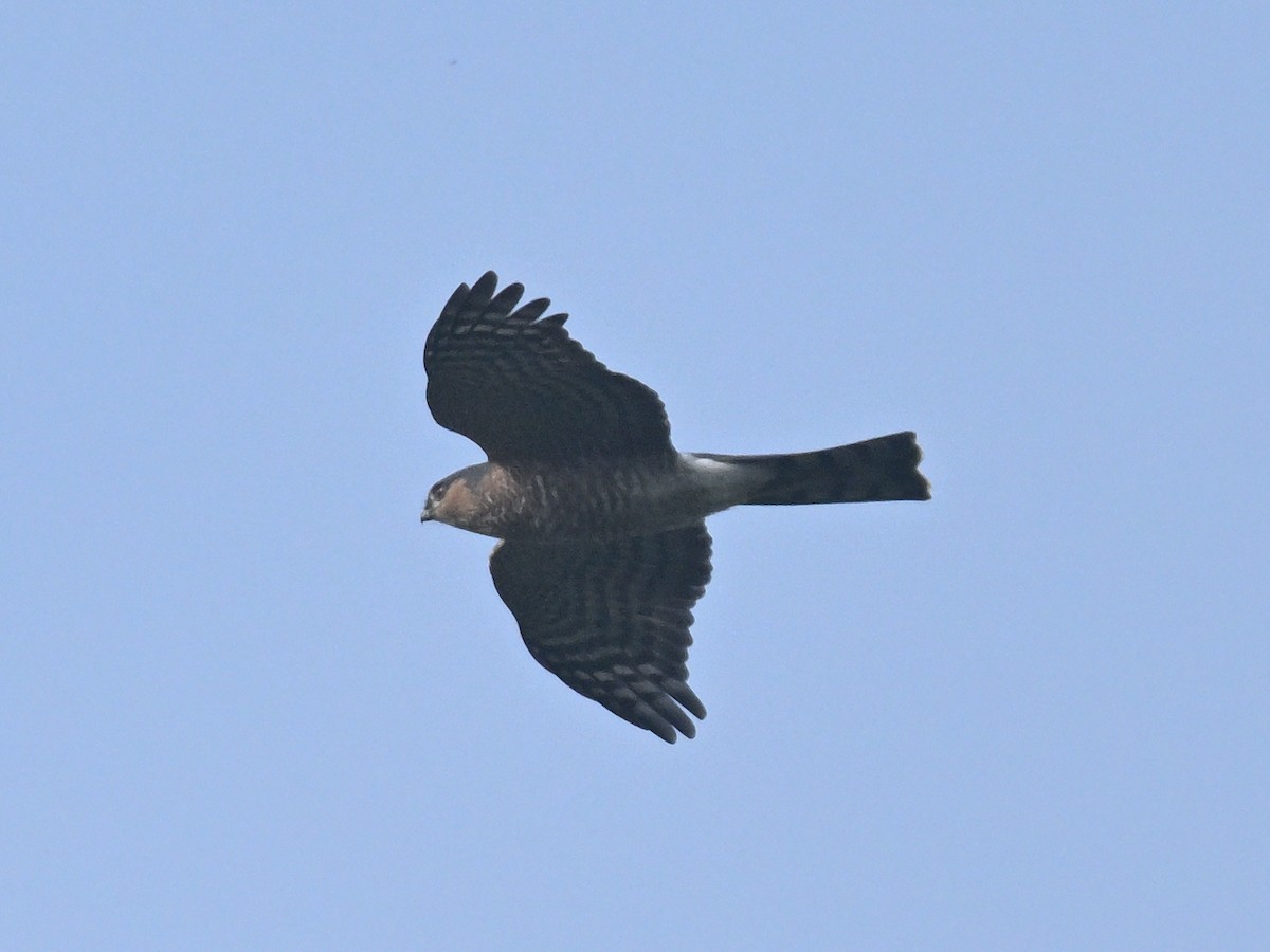 Sharp-shinned Hawk - ML647135110