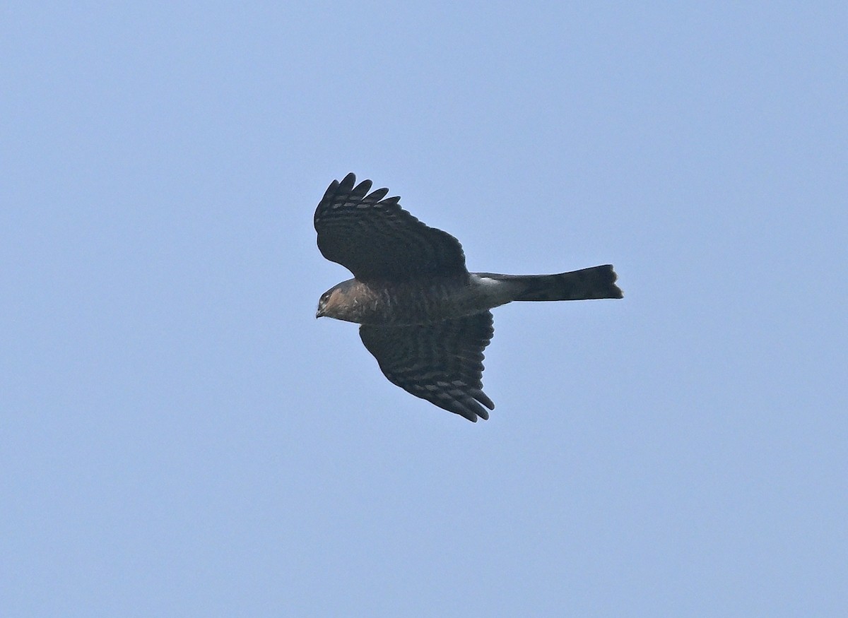 Sharp-shinned Hawk - ML647135111