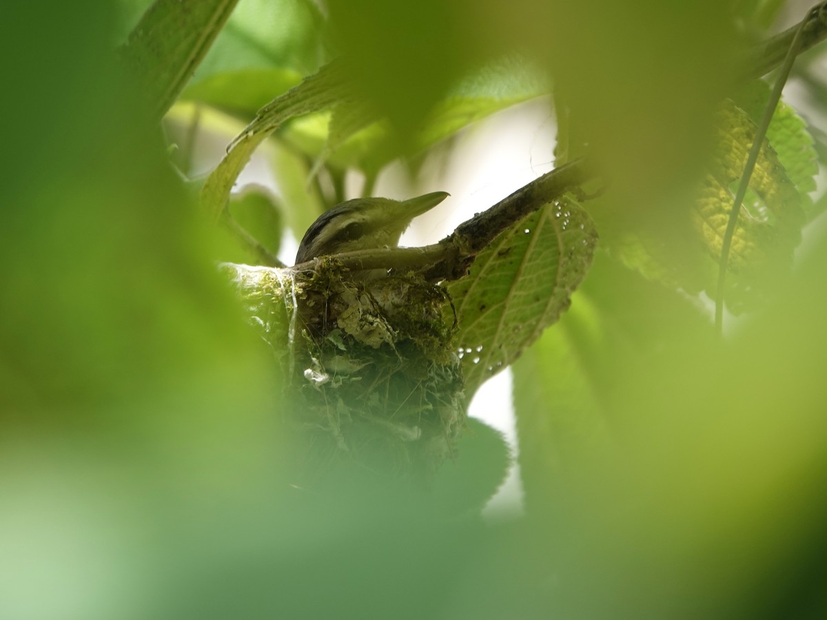 Chivi Vireo - ML647135117