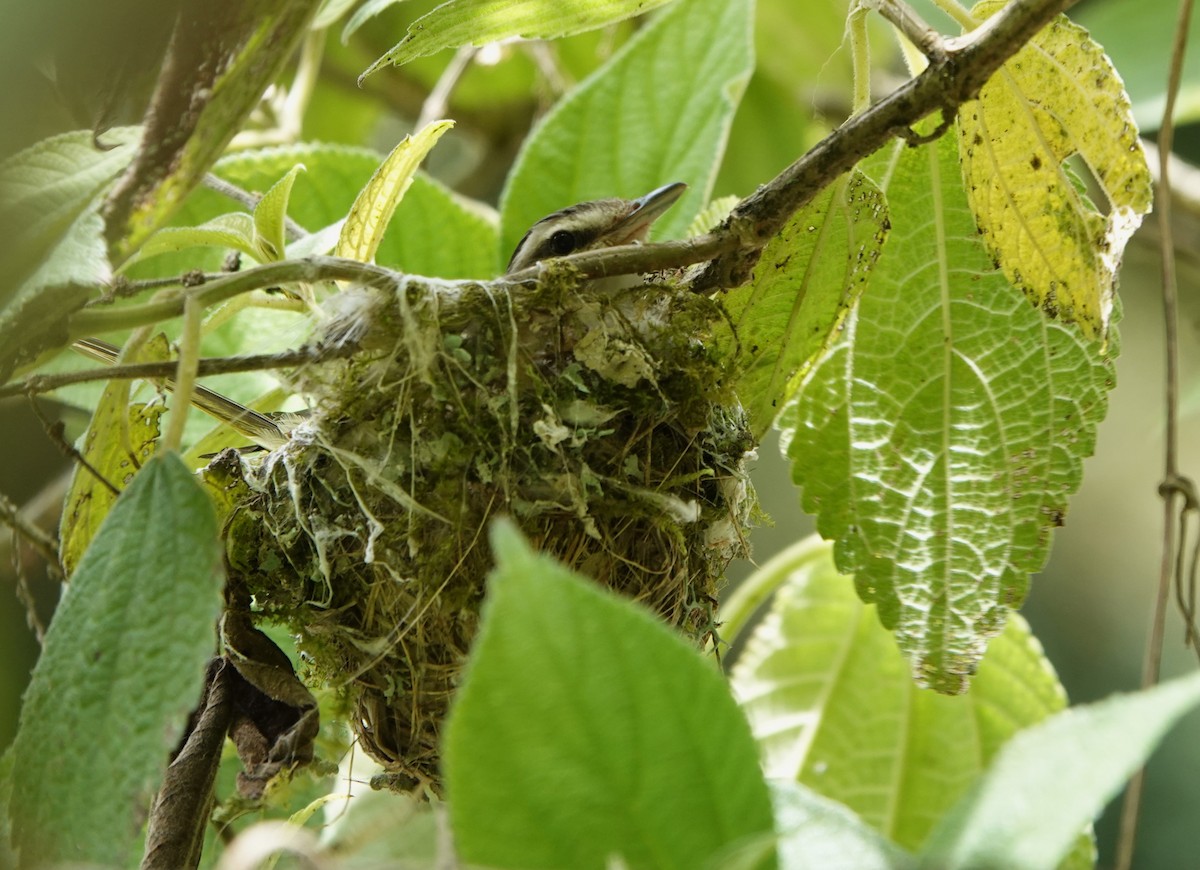 Chivi Vireo - ML647135118