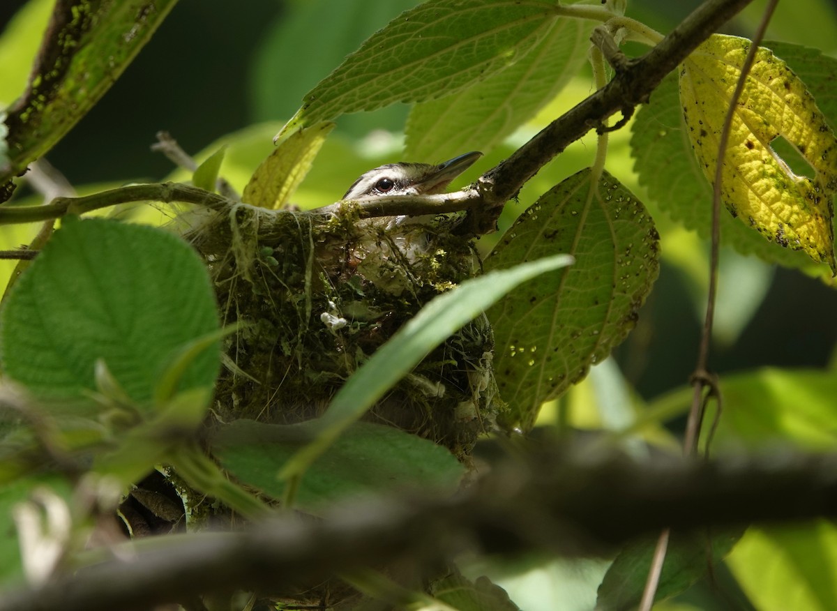 Chivi Vireo - ML647135120