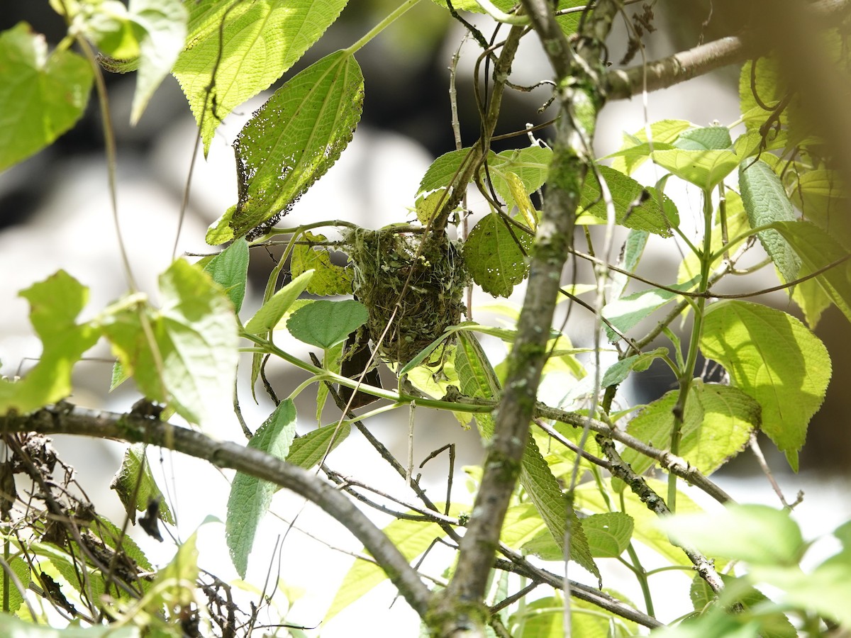 Chivi Vireo - ML647135121