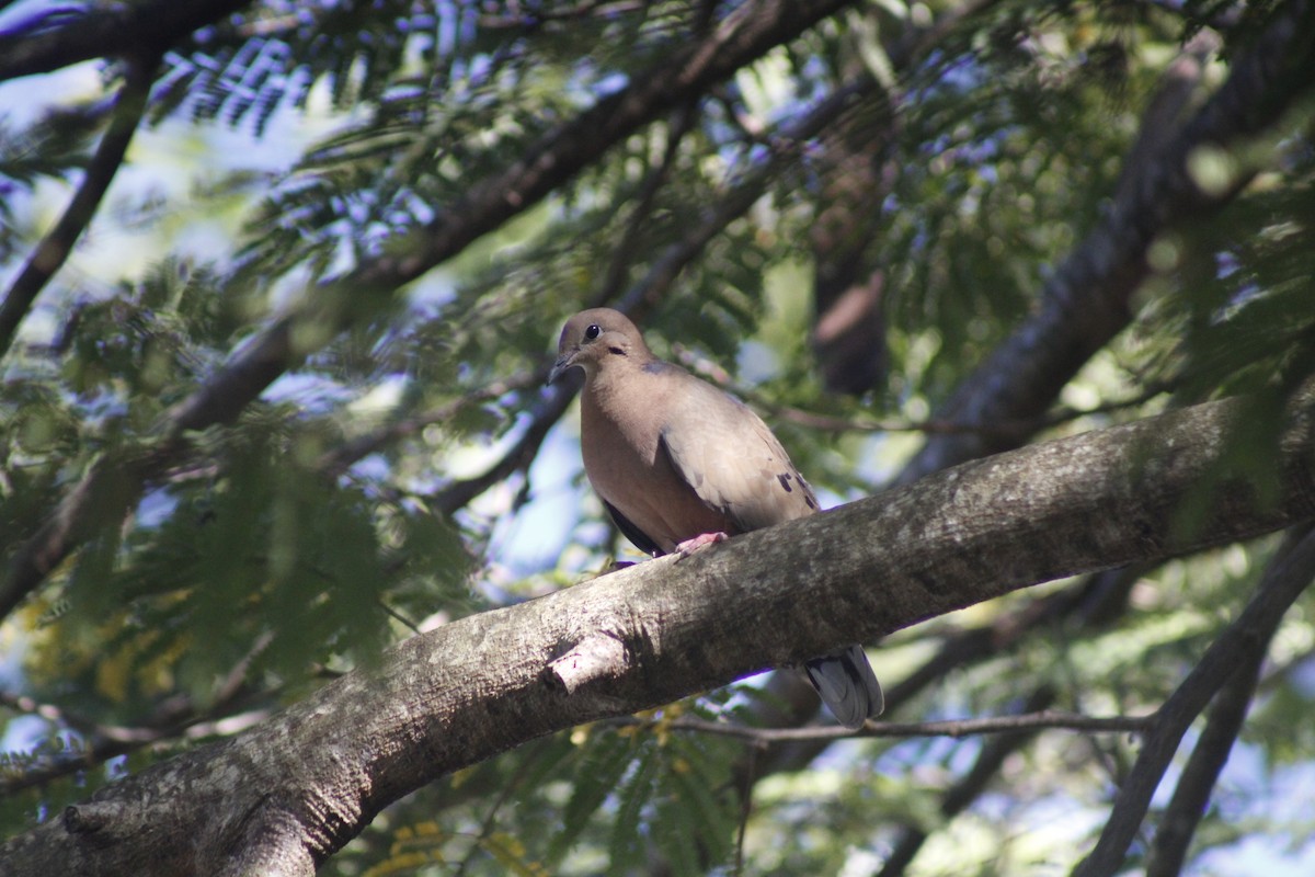 Tourterelle à queue carrée - ML647135122