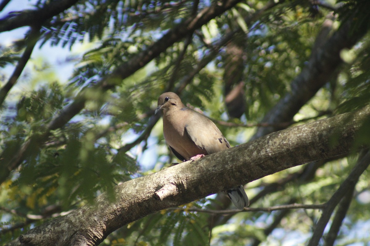 Tourterelle à queue carrée - ML647135123