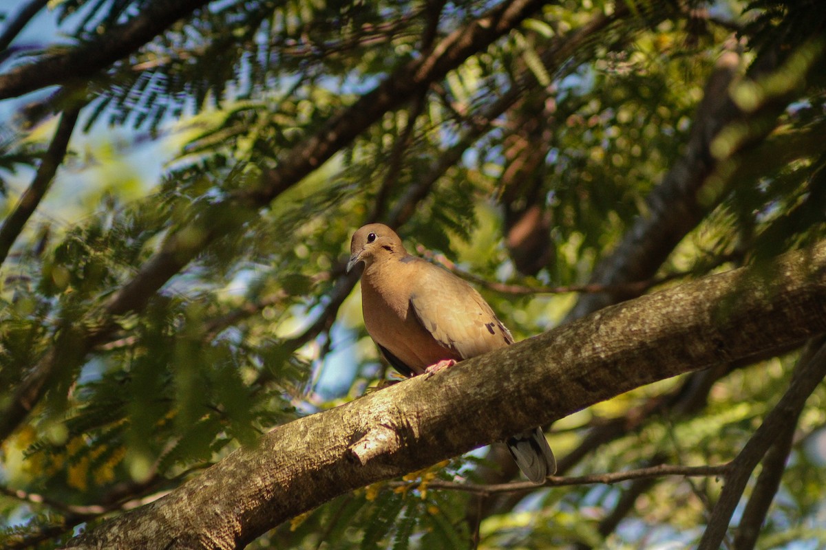 Tourterelle à queue carrée - ML647135124