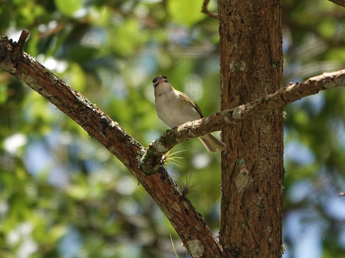 Chivi Vireo - ML647135127