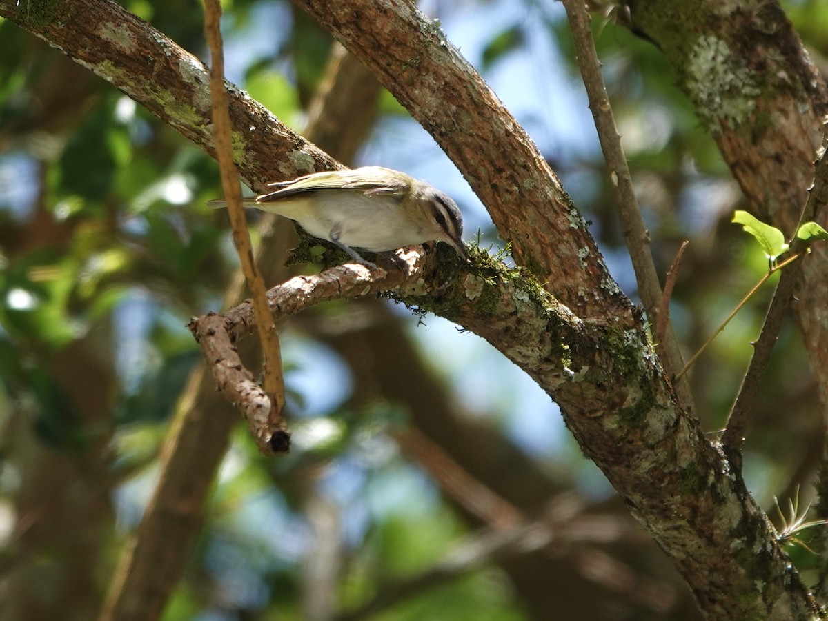 Chivi Vireo - ML647135128