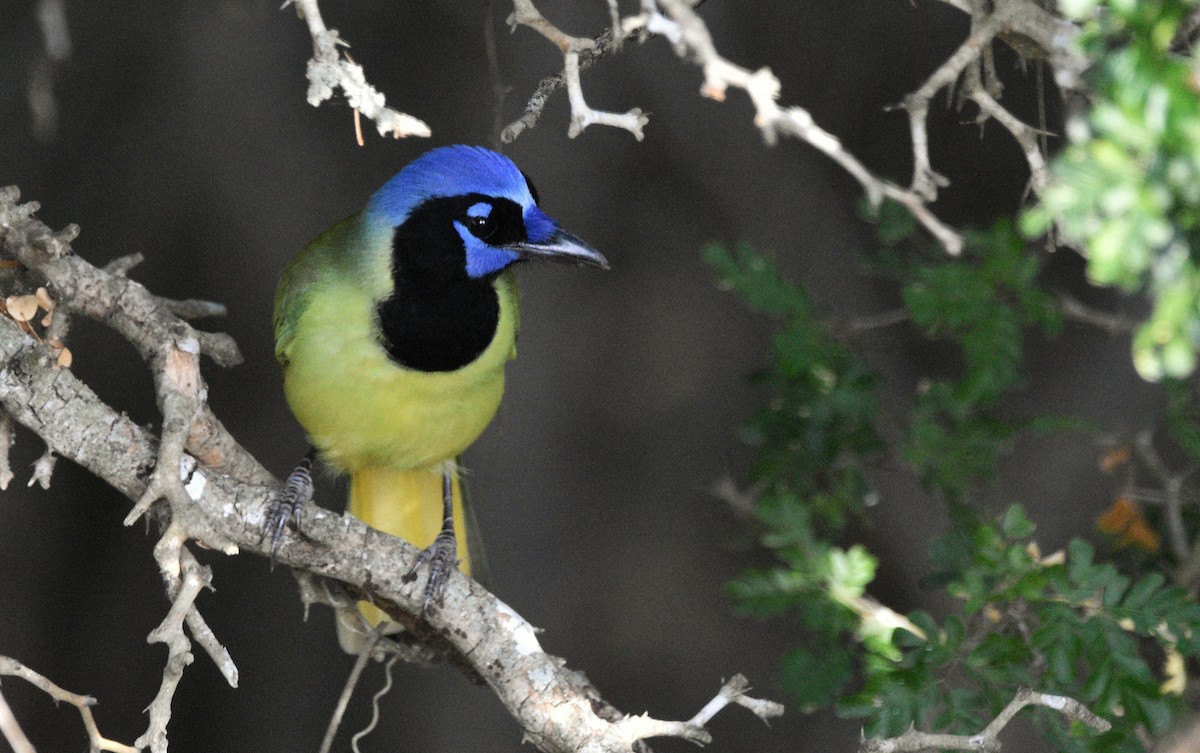 sojka zelenavá [skupina luxuosus] - ML647135131