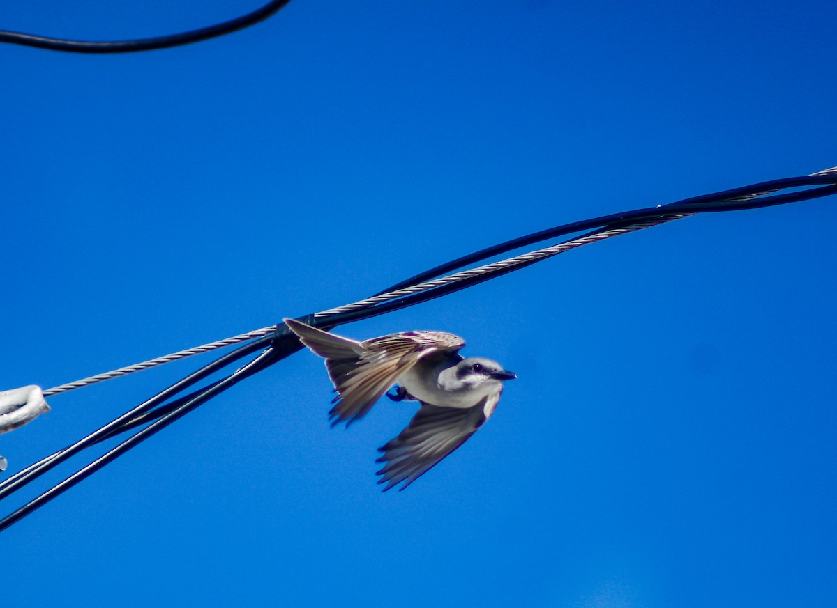 Tyran gris - ML647135136