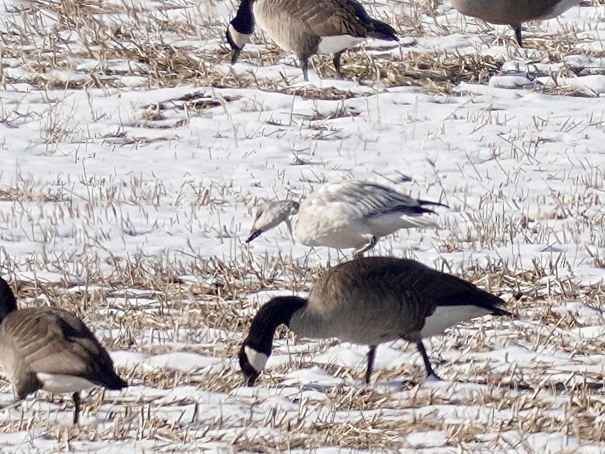 Snow Goose - ML647135139