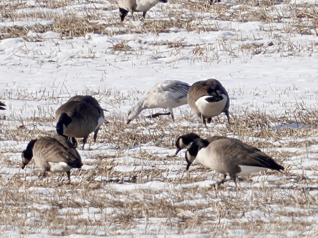 Snow Goose - ML647135140