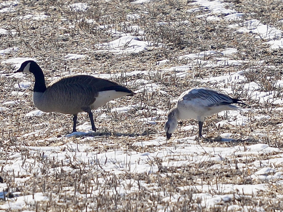 Snow Goose - ML647135141