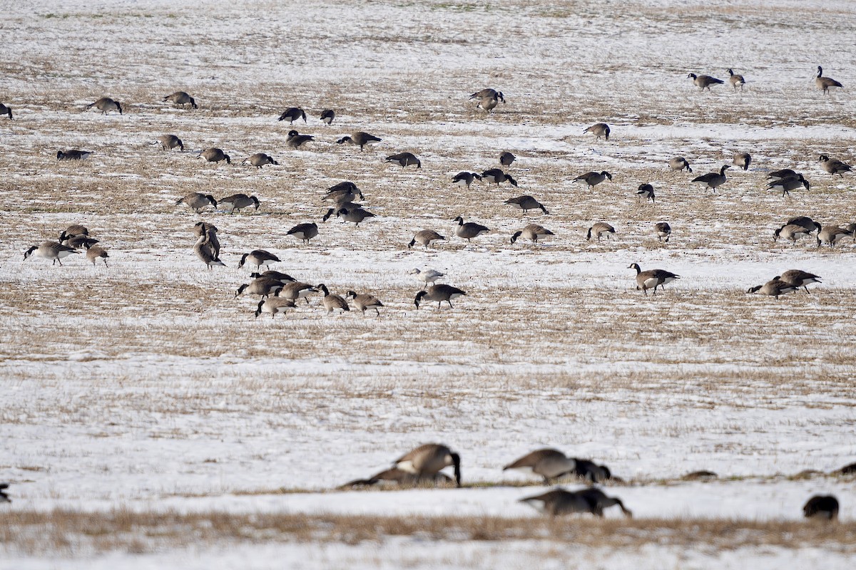 Snow Goose - ML647135142