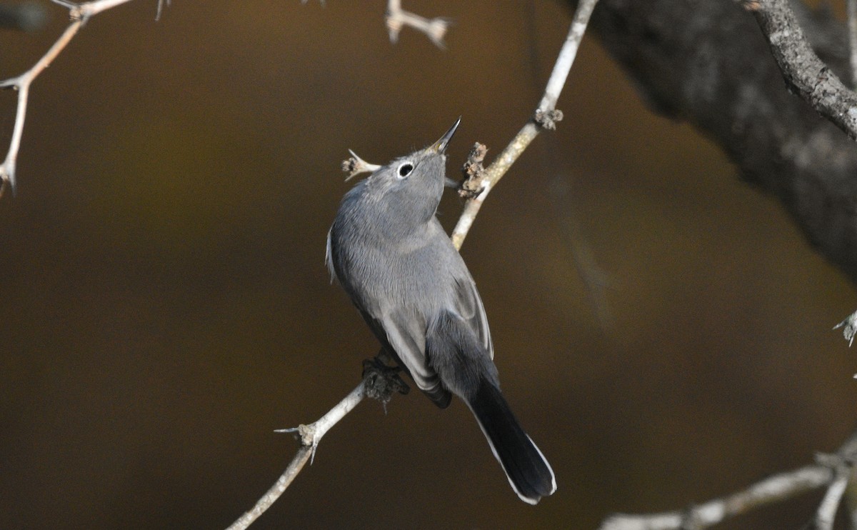 Gökrengi Bitkuşu (caerulea) - ML647135146