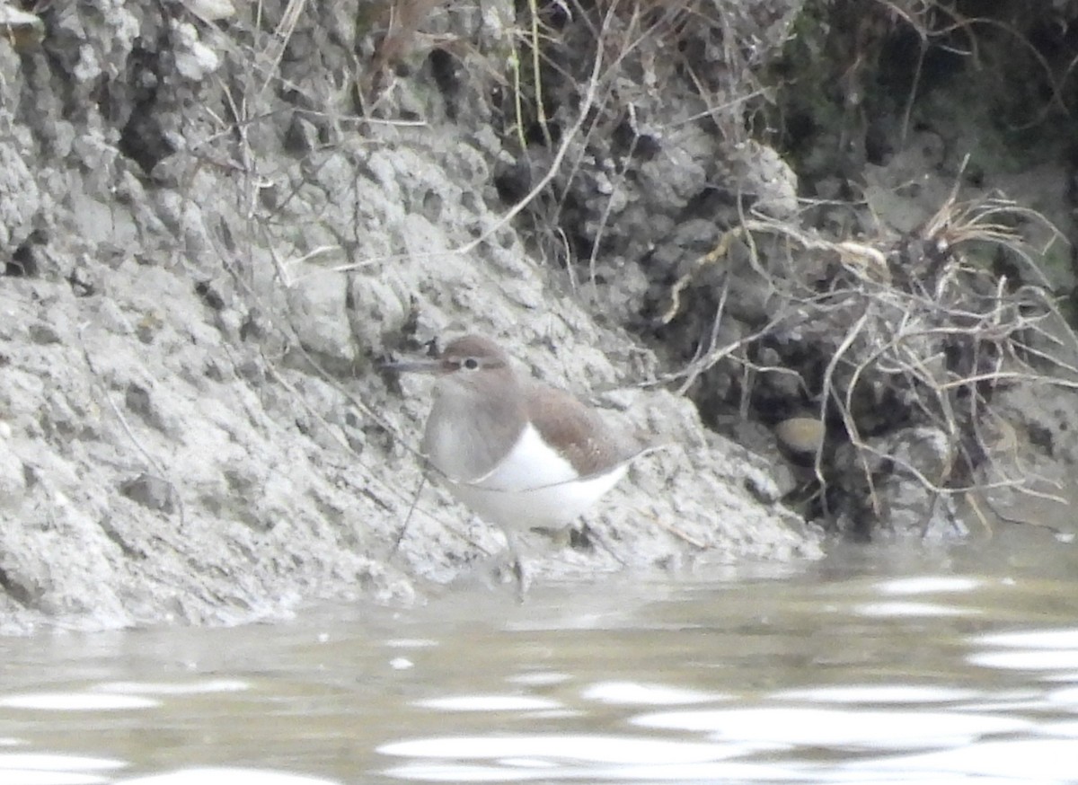ביצנית לבנת-בטן - ML647135147