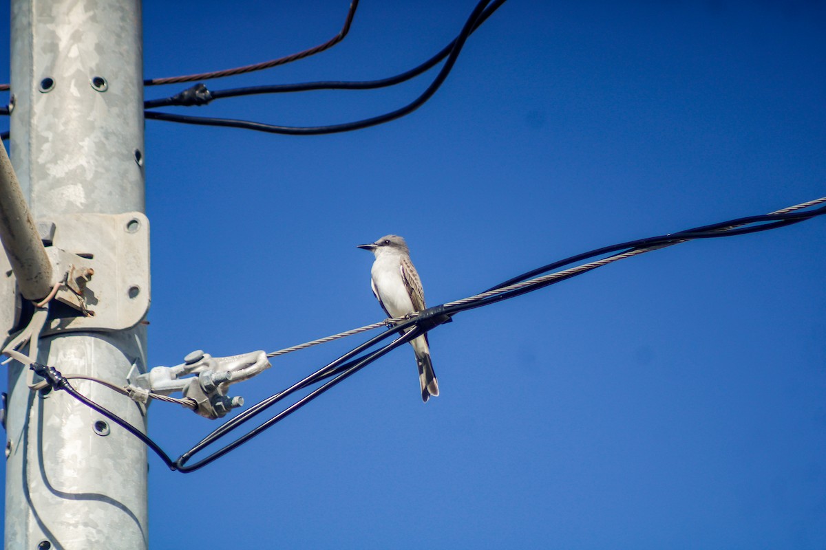 Tyran gris - ML647135154