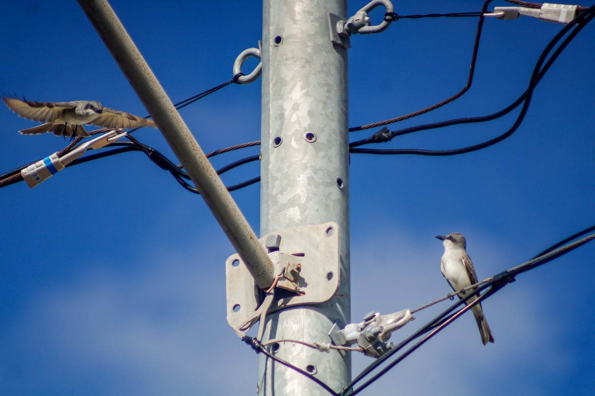 Tyran gris - ML647135155