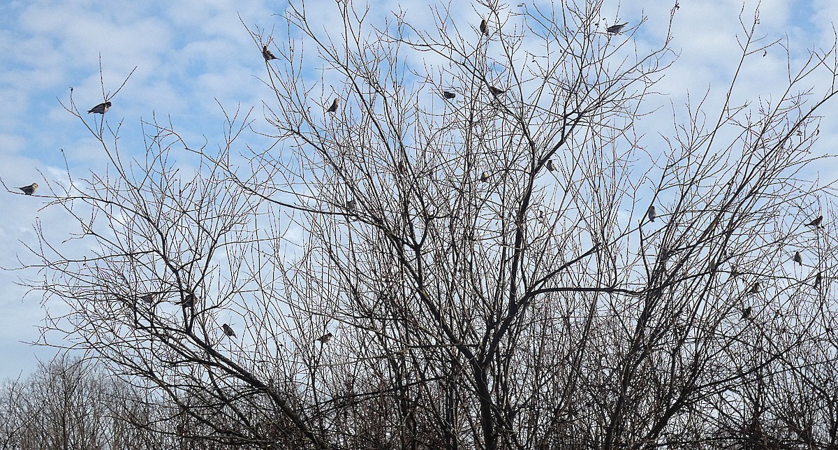 Birkenzeisig - ML647135160