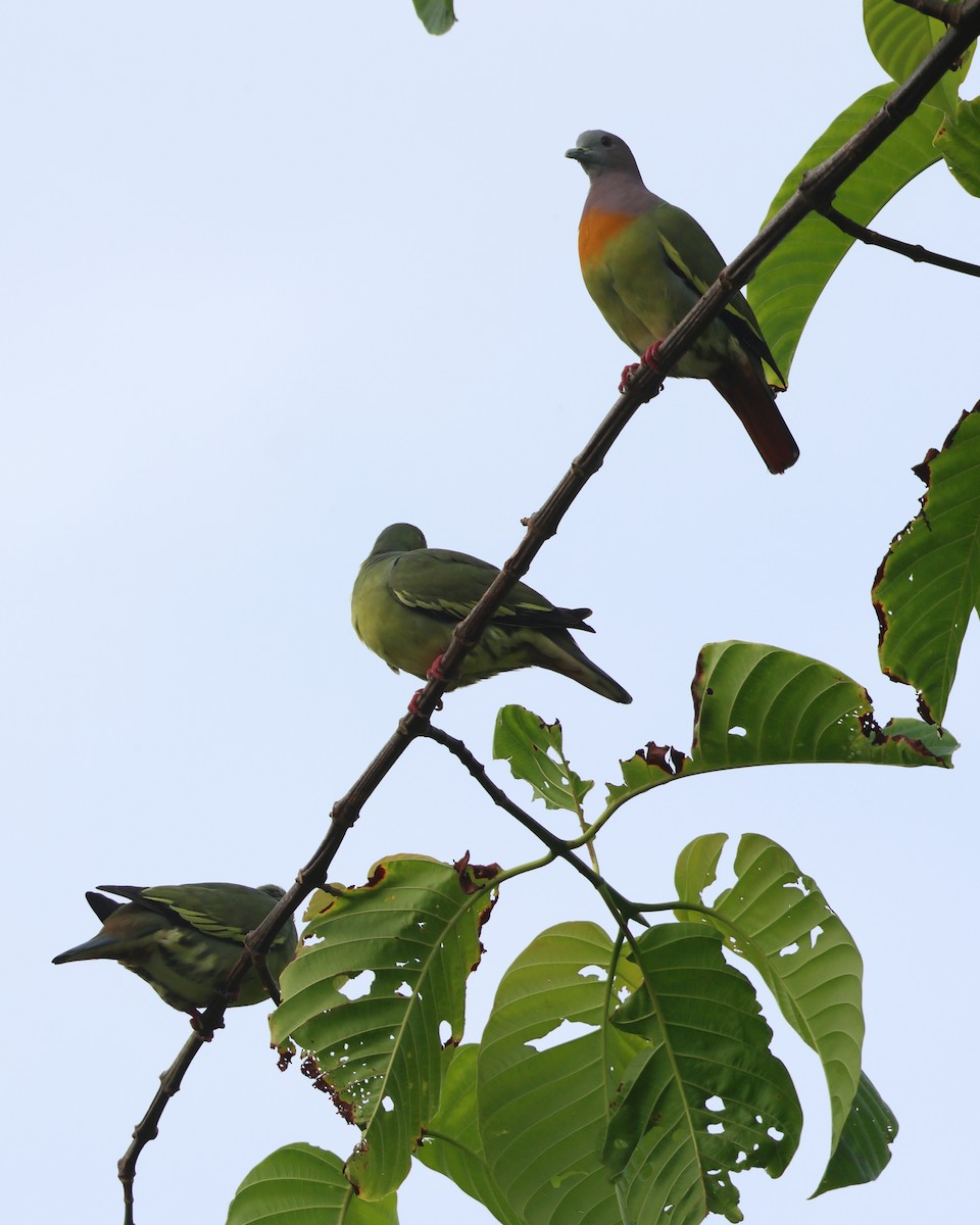 Frühlingsgrüntaube - ML647135161