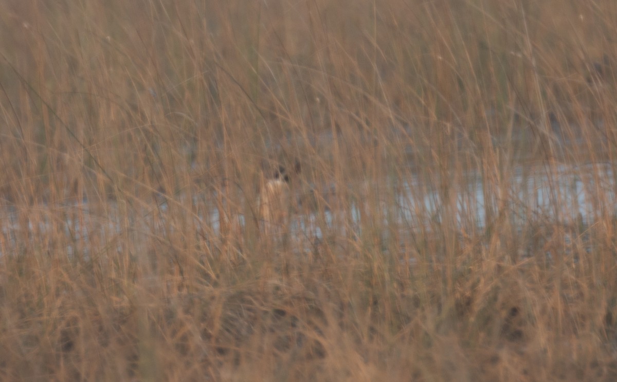 Крижень звичайний - ML647135163