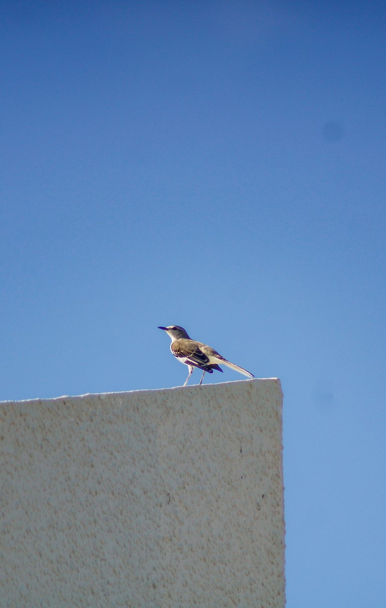 Moqueur polyglotte - ML647135164