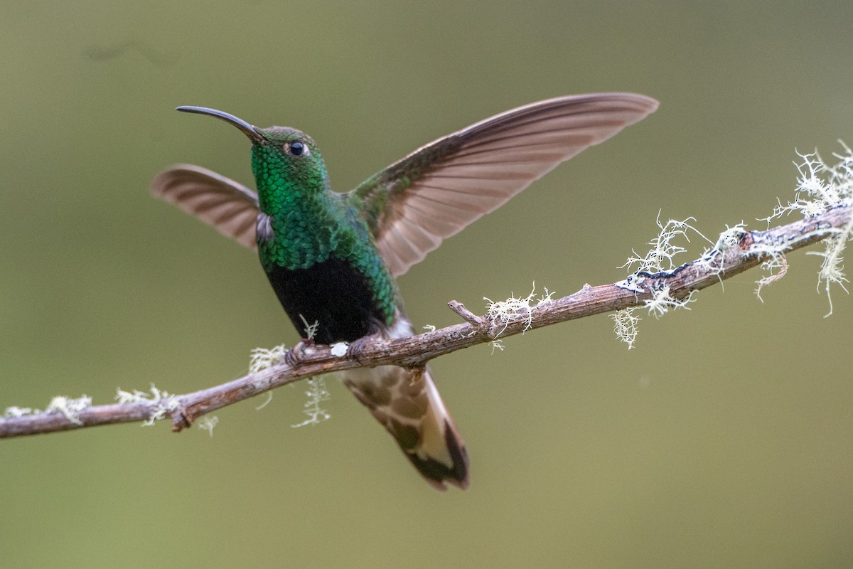 kolibřík aksamitový - ML647135165