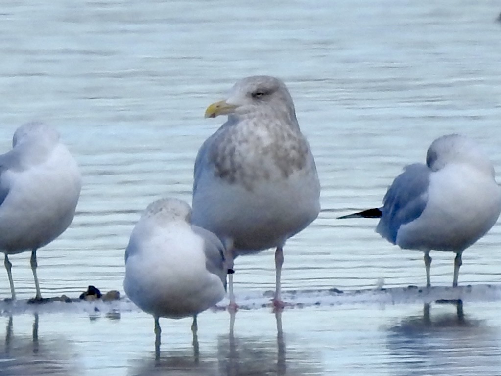 Polarmöwe - ML647135166