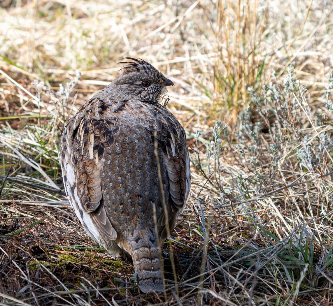 Kragenhuhn - ML647135168