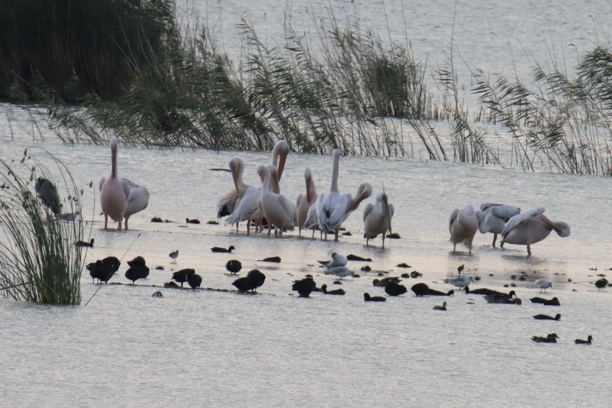 Rosapelikan - ML647135169