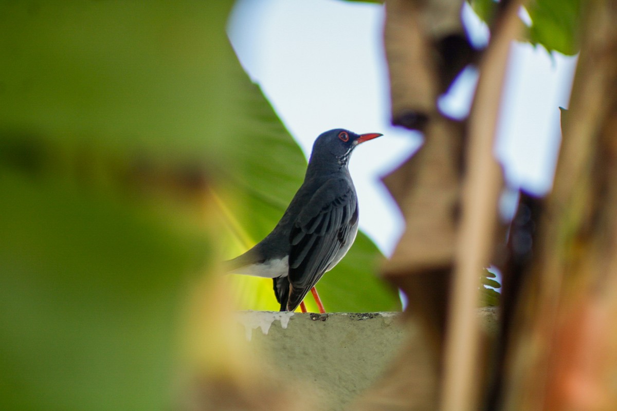 Hispaniola-Rotfußdrossel - ML647135170