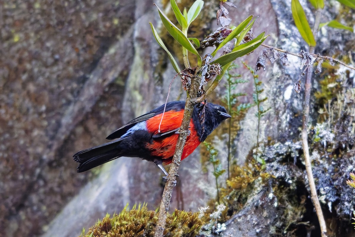 Mennigohr-Bergtangare - ML647135171