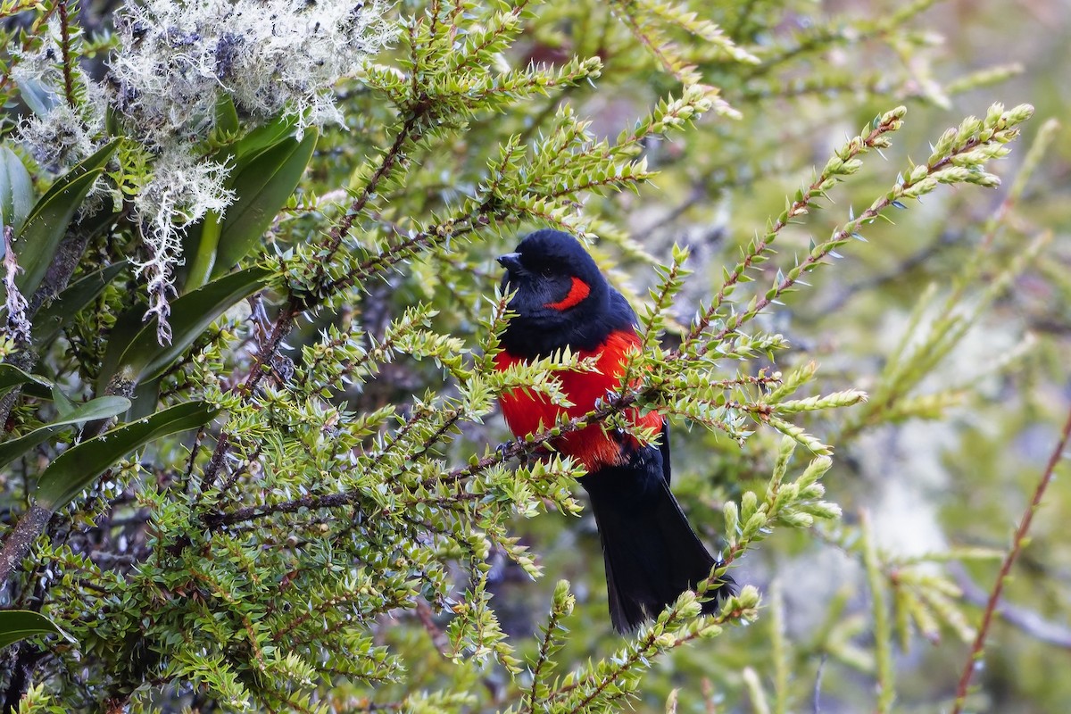 Mennigohr-Bergtangare - ML647135172