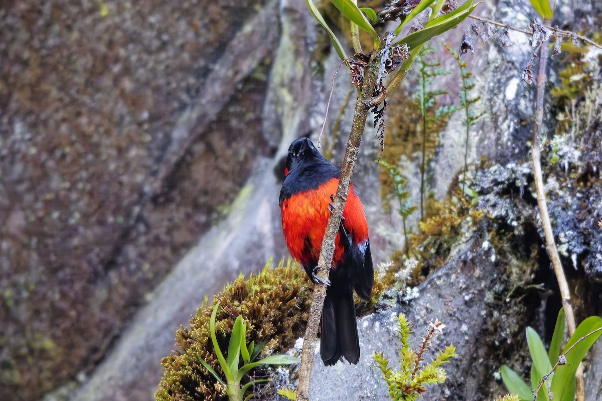 Mennigohr-Bergtangare - ML647135173