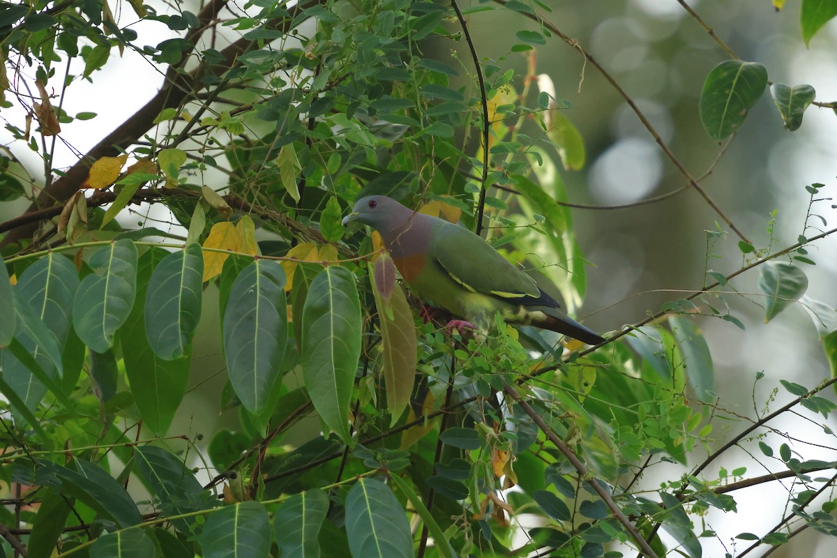 Frühlingsgrüntaube - ML647135174