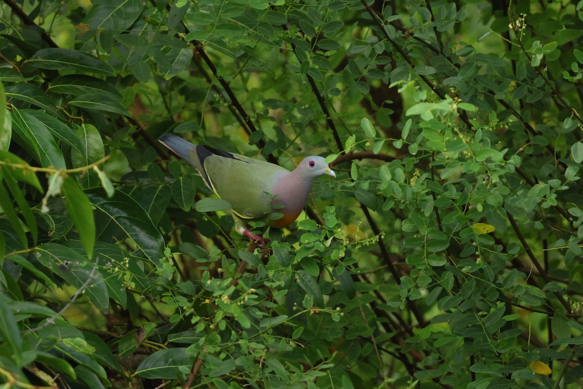 Pink-necked Green-Pigeon - ML647135175