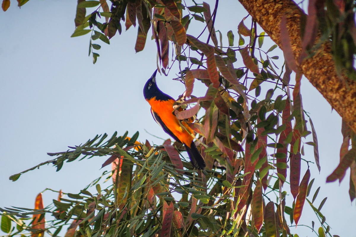 Orangetrupial - ML647135176