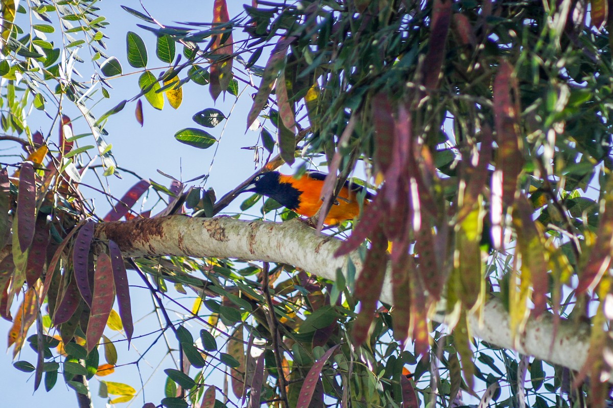 Orangetrupial - ML647135177