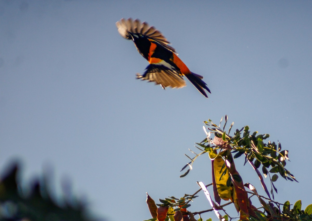 Orangetrupial - ML647135179