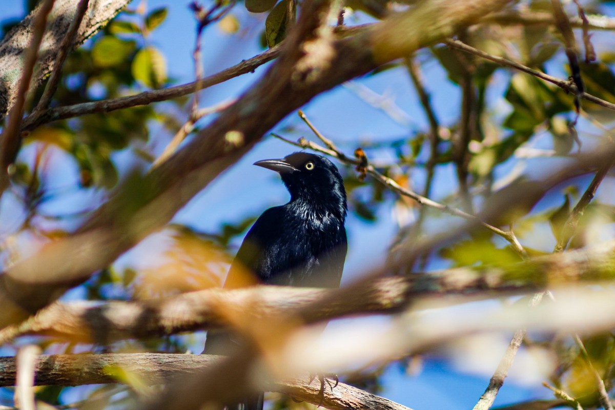 Antillengrackel - ML647135185