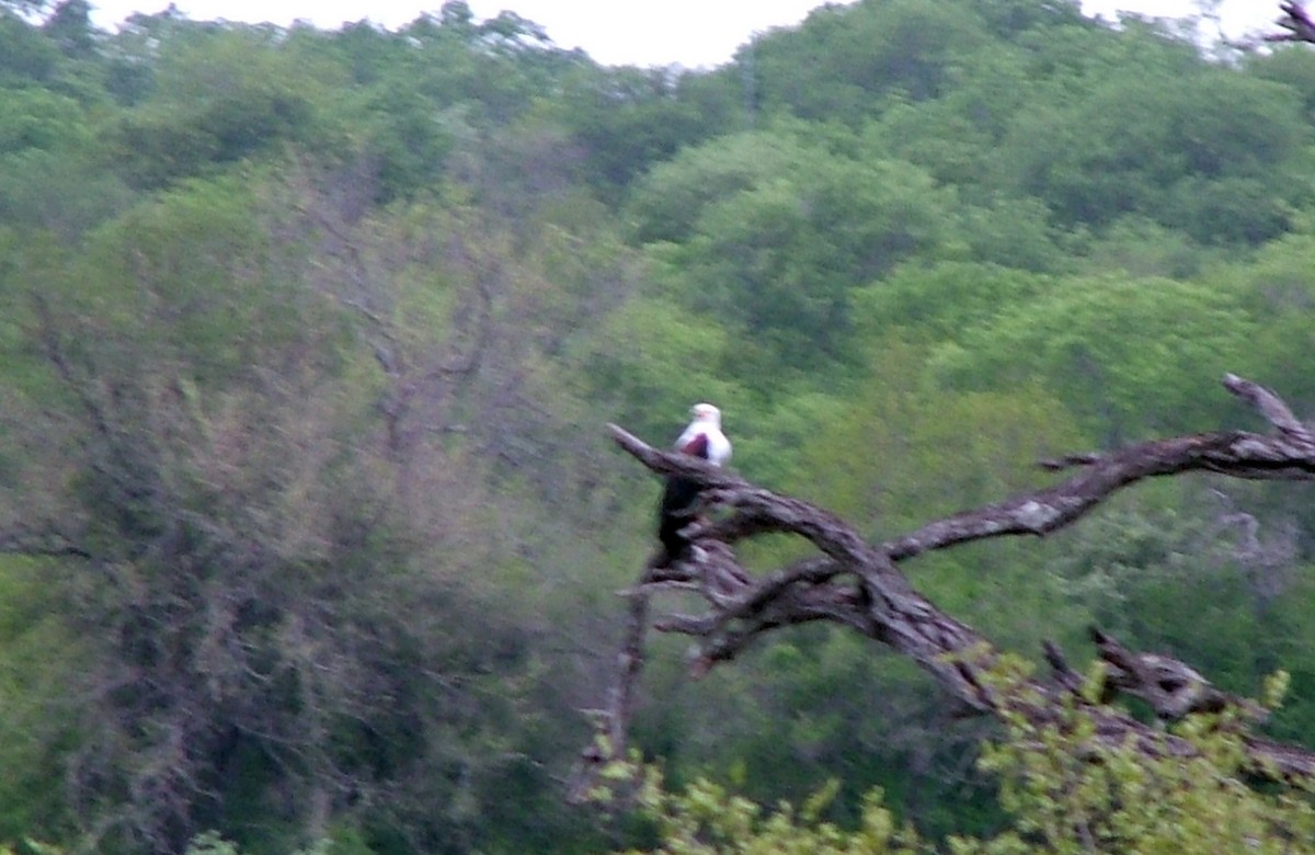 Schreiseeadler - ML647135186