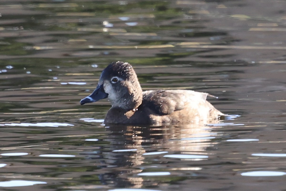 Ringschnabelente - ML647135187