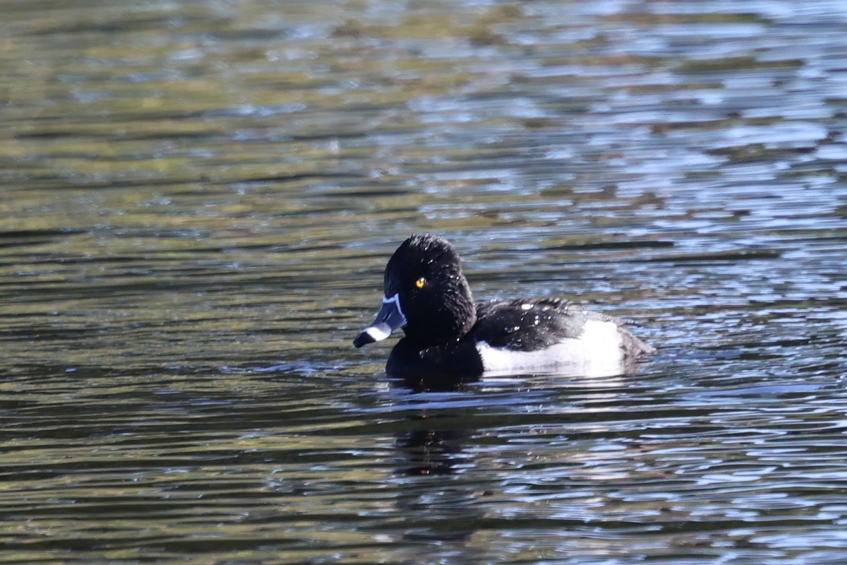 Ringschnabelente - ML647135188