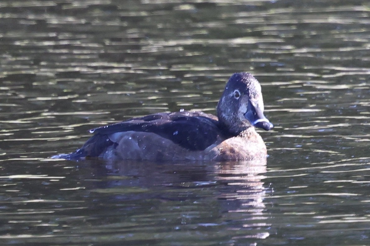 Ringschnabelente - ML647135189