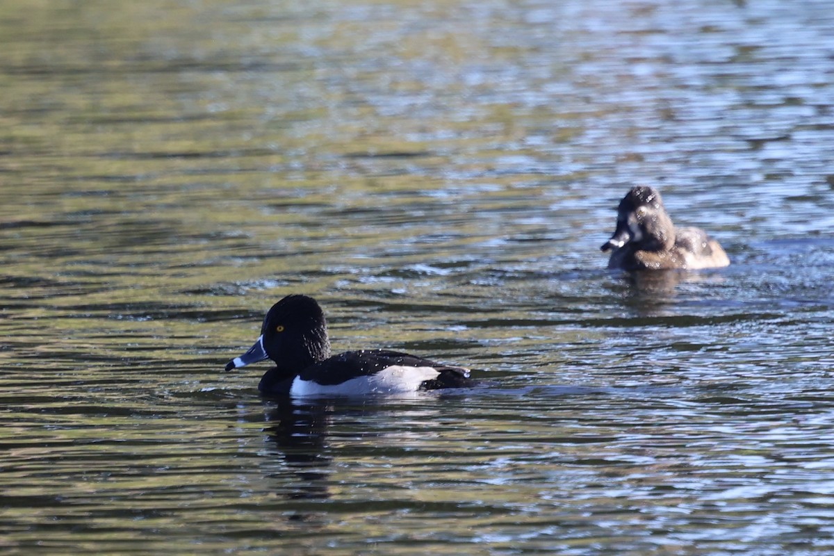 Ringschnabelente - ML647135190