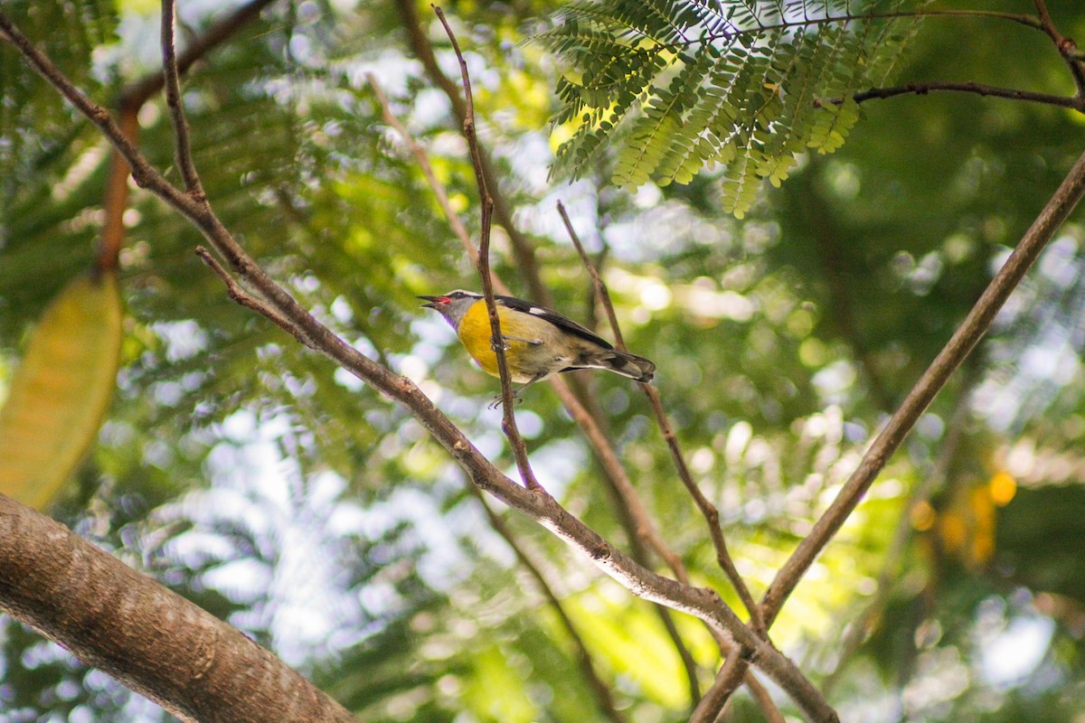 Zuckervogel [portoricensis-Gruppe] - ML647135194