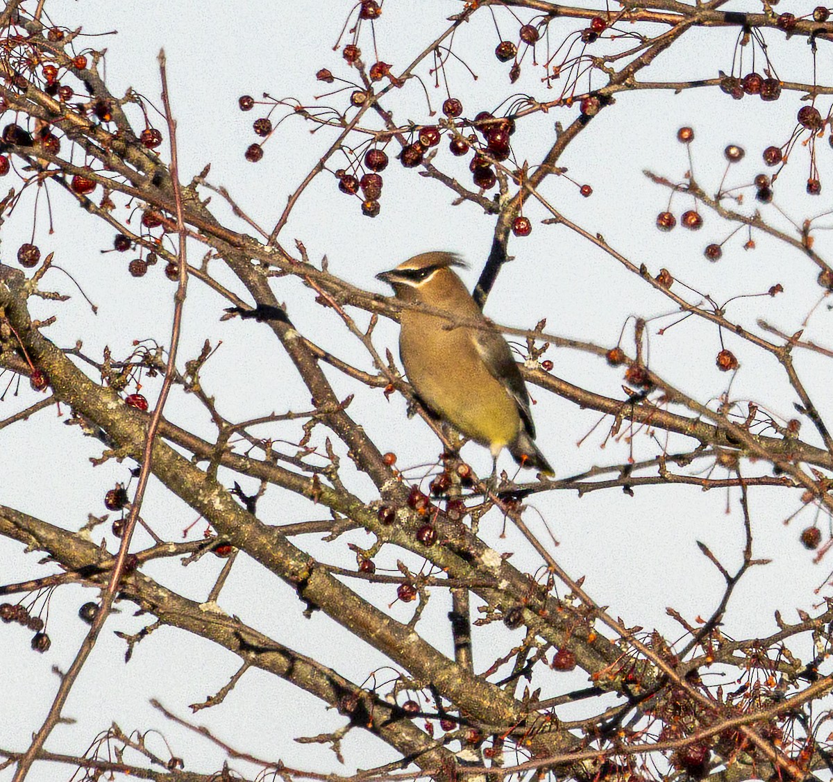 Cedar Waxwing - ML647135195