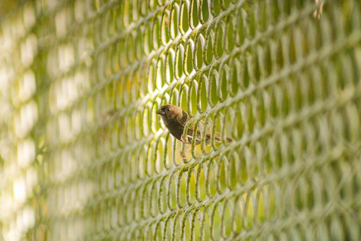 Cici verdinère - ML647135196